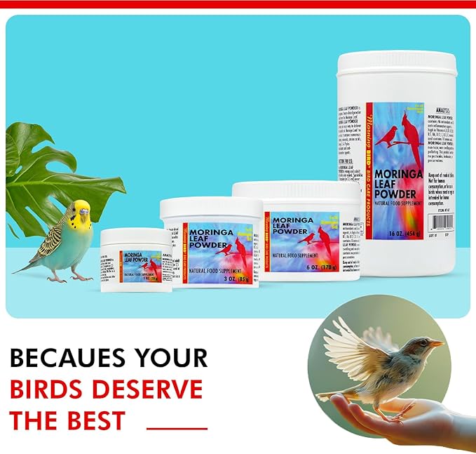 Morning Bird Moringa Leaf Powder 6 oz – Natural Food Supplement for Birds, Rich in Vitamins & Minerals, Boosts Immune System & Energy, Supports Healthy Feathers, Digestion, and Overall Avian Wellness