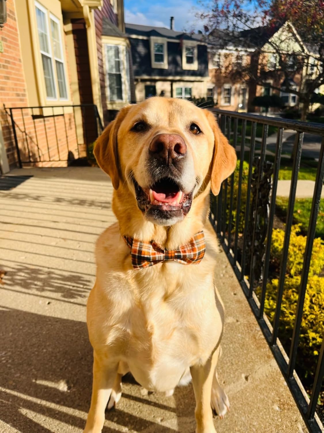 Lionet Paws Halloween Dog Collar with Bowtie - Cute Cotton Adjustable Fall Bowtie Dog Collar with Metal Buckle for Small Medium Large Dog Girl Boy Gift, L, Neck 16-24in