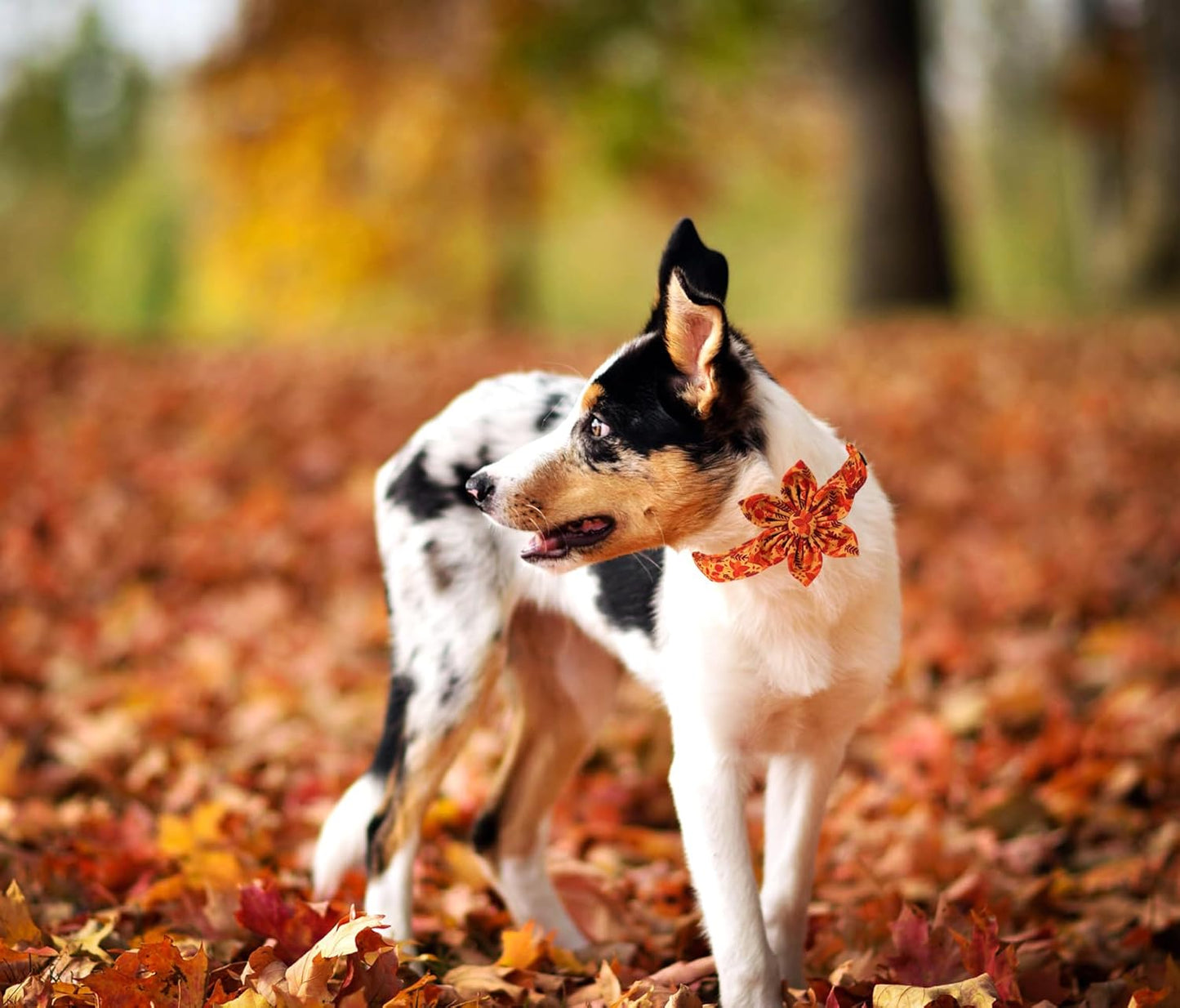 Lionet Paws Dog Collar with Flower - Cute Cotton Adjustable Flower Dog Cat Collar with Metal Buckle for Puppy Girl Gift, XS, Neck 8-12in