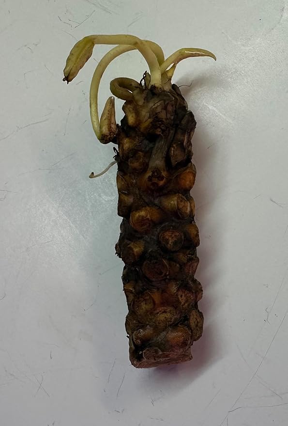 Live Hardy Water Lily Tubers Rhizomes Bulb Seed Nymphaea Aquatic Pond Plants Water Gardens Pre-Grown Flower in White Pink Red Yellow Orange Blue Purple (1, Red Hardy Pond Lily)