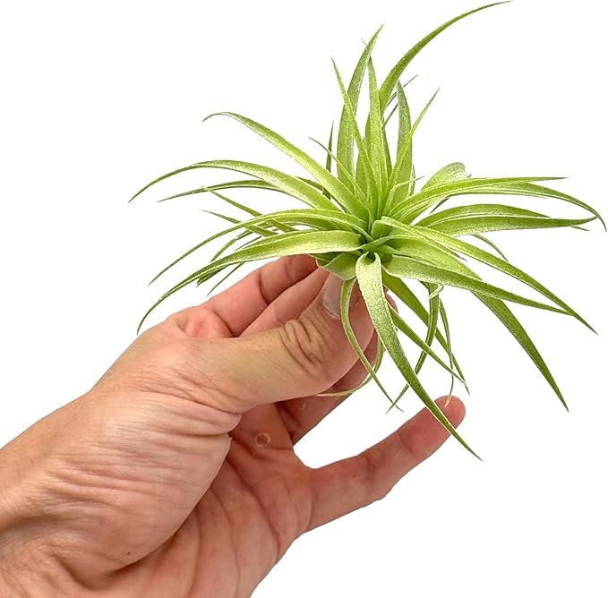 Live Air Plants - Tillandsia Geminiflora 1-3" - 3ct – ragnaroc Live Indoor Plant - Live Arrival Guaranteed - House Plants for Home Decor & Gift