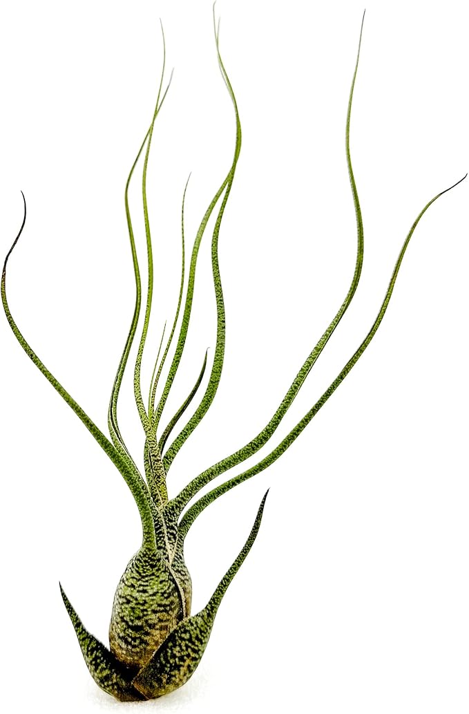 Live Air Plants - Tillandsia Butzii, Jumbo 7-9" - 1ct - Live Arrival Guaranteed - House Plants for Home Decor & Gift