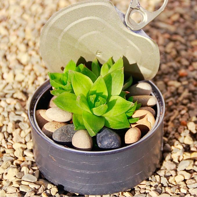 River Rocks Stones Natural Decorative Mixed Color Pebbles Fish Tank Gravel Small Garden Rocks Soil Cover for Aquariums, Landscaping, Vase Fillers, Succulent, Tillandsia, Cactus, Terrarium Plants 2.2lb