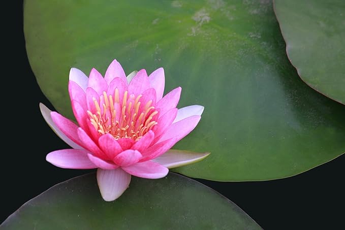 Live Hardy Water Lily Tubers Rhizomes Bulb Seed Nymphaea Aquatic Pond Plants Water Gardens Pre-Grown Flower in White Pink Red Yellow Orange Blue Purple (1, Pink Hardy Pond Lily)