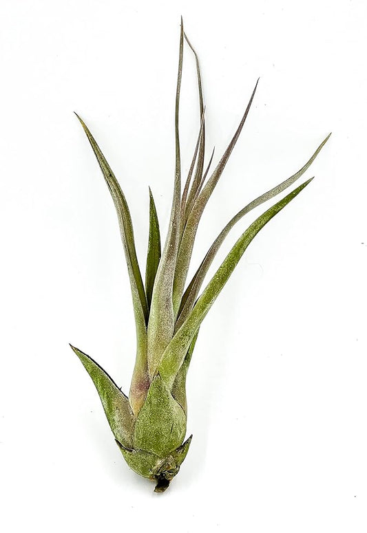 Live Air Plant – Tillandsia Capiput, Jumbo 6-9” - 1ct - Live Arrival Guaranteed - House Plants for Home Decor & Gift