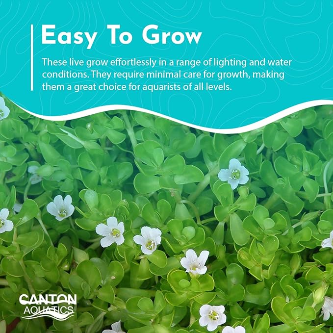Live Aquarium Moneywort Bacopa (Monnieri) Plants - Long Lasting & Easy to Maintain - Removing Excess Nitrates - Promote High Water Quality - Stunning Appearance - Potted
