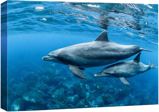 wall26 Canvas Print Wall Art Tropical Ocean Sea Underwater Dolphin Duo Nature Animals Photography Realism Rustic Scenic Landscape Wilderness Earth Colorful for Living Room, Bedroom, Office - 32"x48"