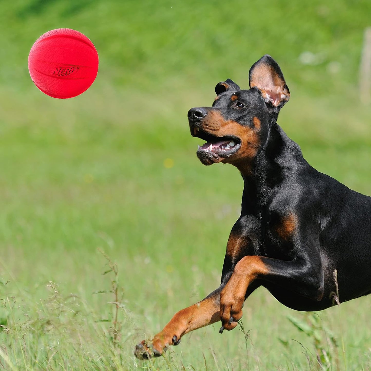 Nerf Dog Classic Squeak Ball Outdoor Dog Toys, 3.8 Inch Dog Ball Fetch Toy, Squeaking Toy for Medium and Large Breeds, Green/Red, 2 Count