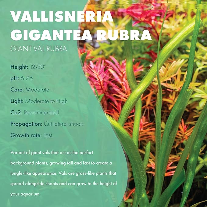 Live Plant - Tall Grass, Red Jungle Vallisneria - Easy Care, Moderate to High Light, Reddish Green Accent, Freshwater Aquatic Plant for Aquascaping - Lead Bunch