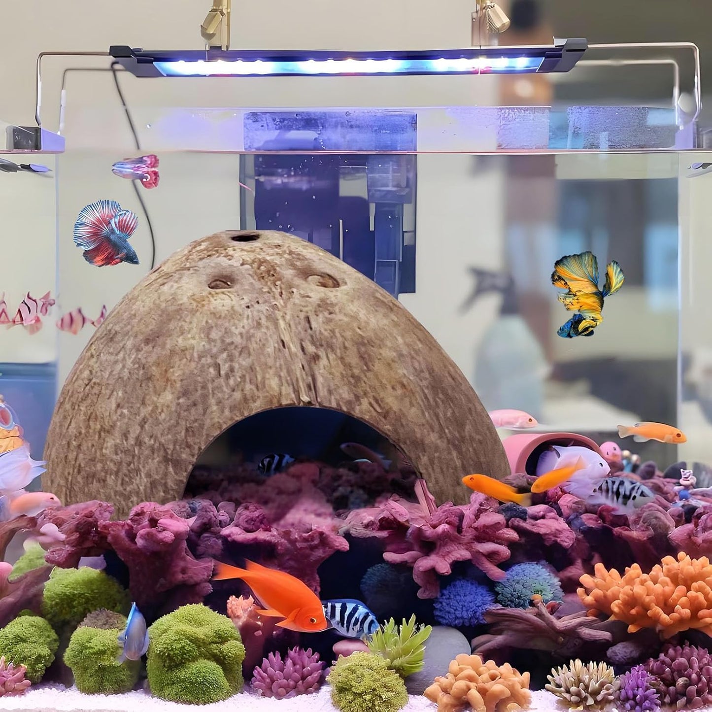 Hamiledyi 7 Pcs Reptile Hideouts Natural Coconut Shells Hut Leopard Gecko Tank Accessories for Aquarium Fish Hermit Crab Hide Cave Small Snake Tarantulas Lizard Chameleon (Without Fiber)