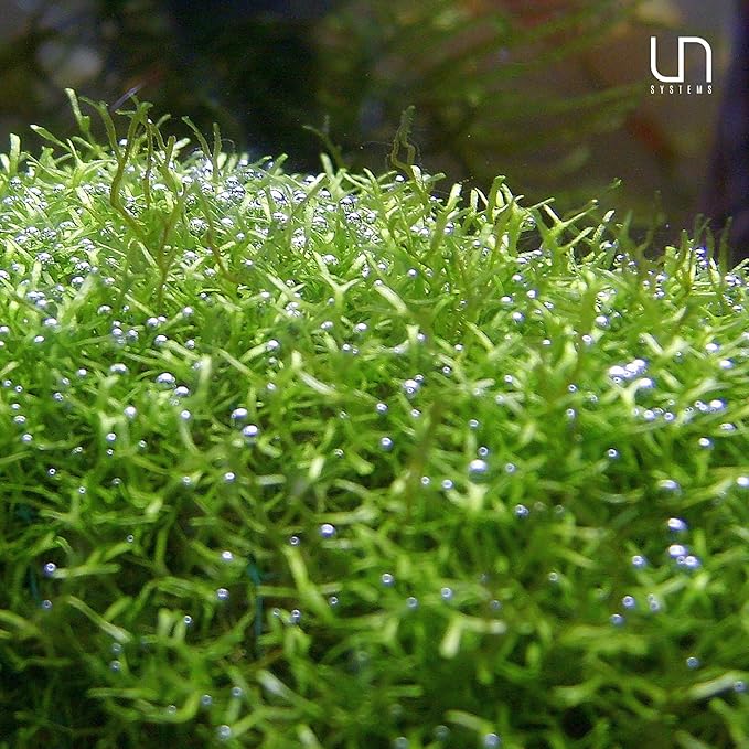 Riccia fluitans in Vitro Tissue Culture Small Cup