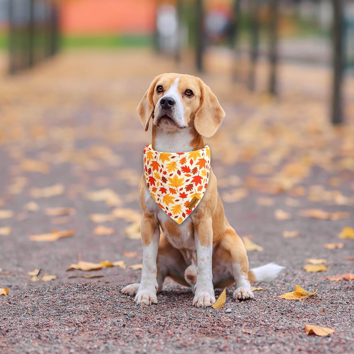 Fall Dog Bandanas - 2 Pack Halloween Thanksgiving Dog Bandana | Reversible Pumpkin and Leaf Pet Scarf for Boy & Girl | Premium Durable Fabric | Holiday Bandana for Small and Medium Dogs (Small)