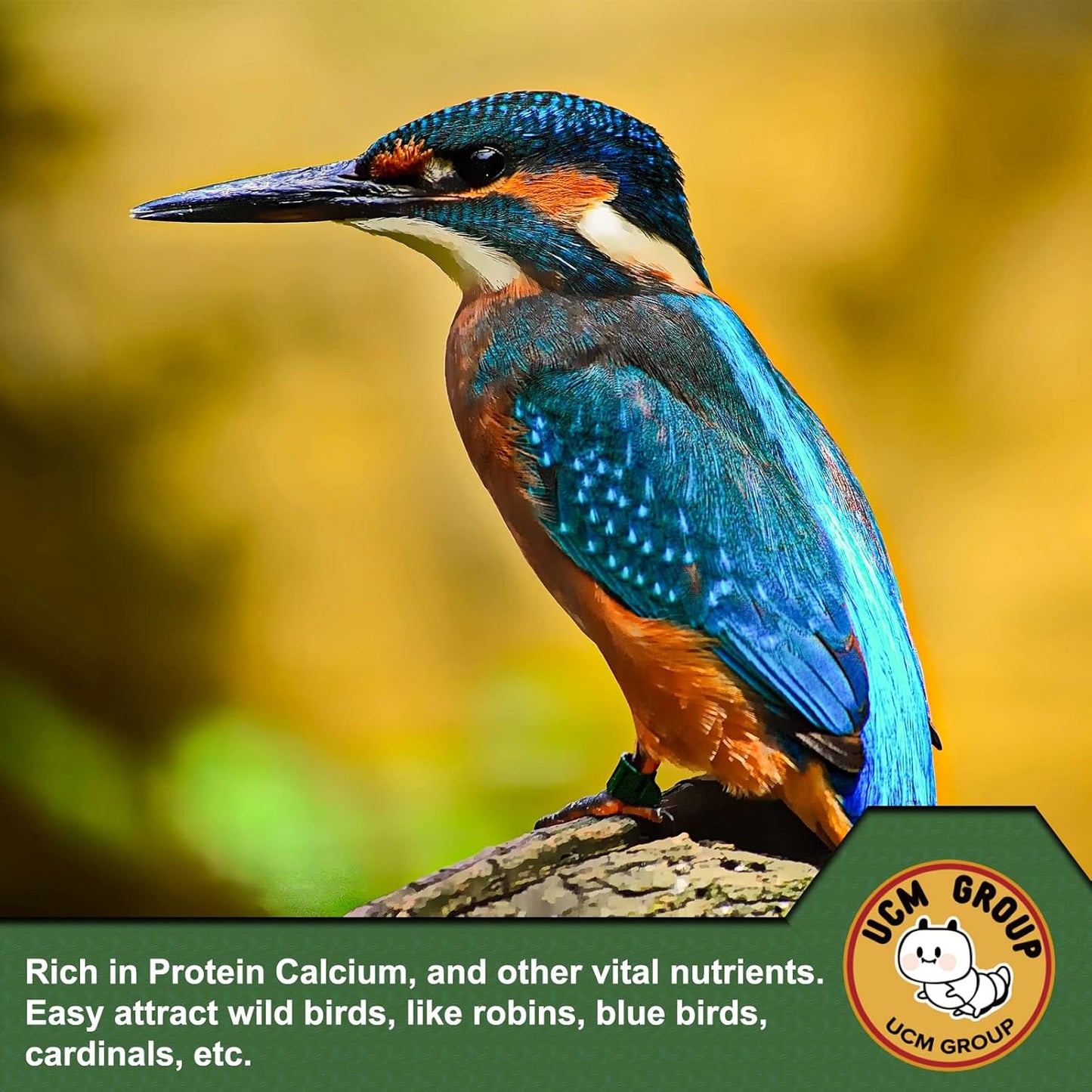 UCM Group 10LB Dried Mealworms for Wild Birds, Chickens, High Protein Organic Chicken Feed, 100% Non-GMO for Chickens, Ducks, Turtles and Reptiles