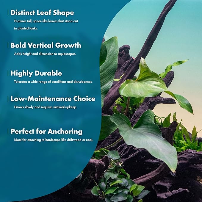 Live Plants – Anubias Hastifolia (Anubias hastifolia) – Low to Moderate Light, Medium to Dark Green Arrow-Shaped Leaves, Midground to Background Tank Placement - Pot, 3 Pack