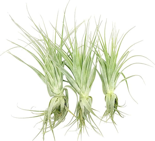 Live Air Plant - Tillandsia Gardneri 5-7” - 3ct - ragnaroc Rare Collectors Indoor Tropical Plant - Live Arrival Guaranteed - House Plants for Home Decor & Gift