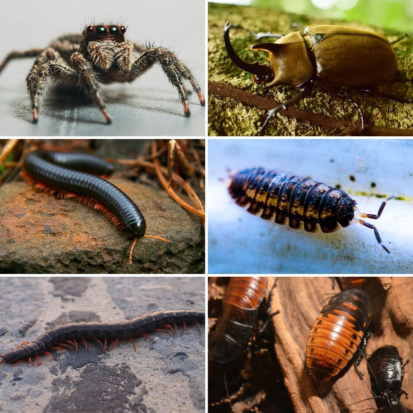 REPTI ZOO Magnetic Acrylic Reptile Terrarium 8" x 4" x 4", Transparent Tarantula Spider Enclosure Micro Breeding Box for Hermit Crab Snail Mantis Frog Insects