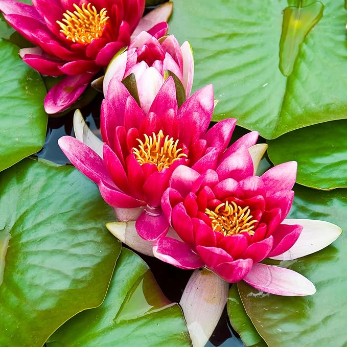 Live Hardy Water Lily Tubers Rhizomes Bulb Seed Nymphaea Aquatic Pond Plants Water Gardens Pre-Grown Flower in White Pink Red Yellow Orange Blue Purple (1, Red Hardy Pond Lily)