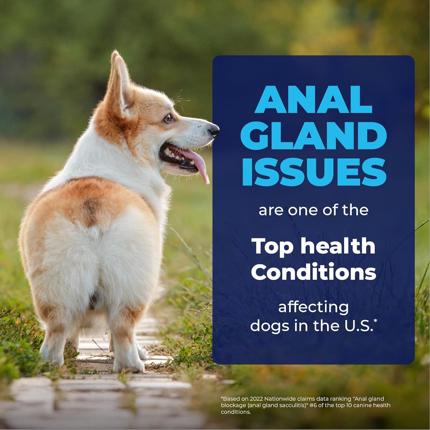 Vetnique Glandex Medicated Dog Butt Wipes or Spray for Dog Scooting - Topical Anti Itch Skin Relief for Soothing Inflamed Anal Glands in Dogs & Cats - Fast Acting Formula 50ct (50ct Wipes)