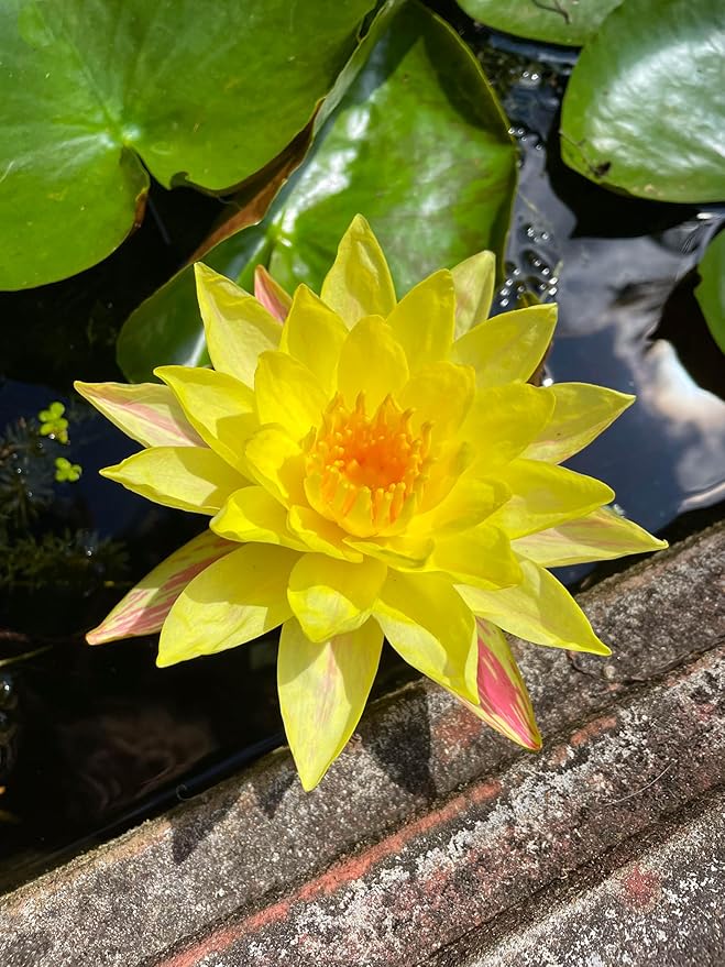 Live Hardy Water Lily Tubers Rhizomes Bulb Seed Nymphaea Aquatic Pond Plants Water Gardens Pre-Grown Flower in White Pink Red Yellow Orange Blue Purple (1, Yellow Hardy Pond Lily)