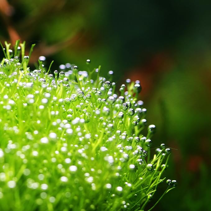 Riccia fluitans in Vitro Tissue Culture Small Cup