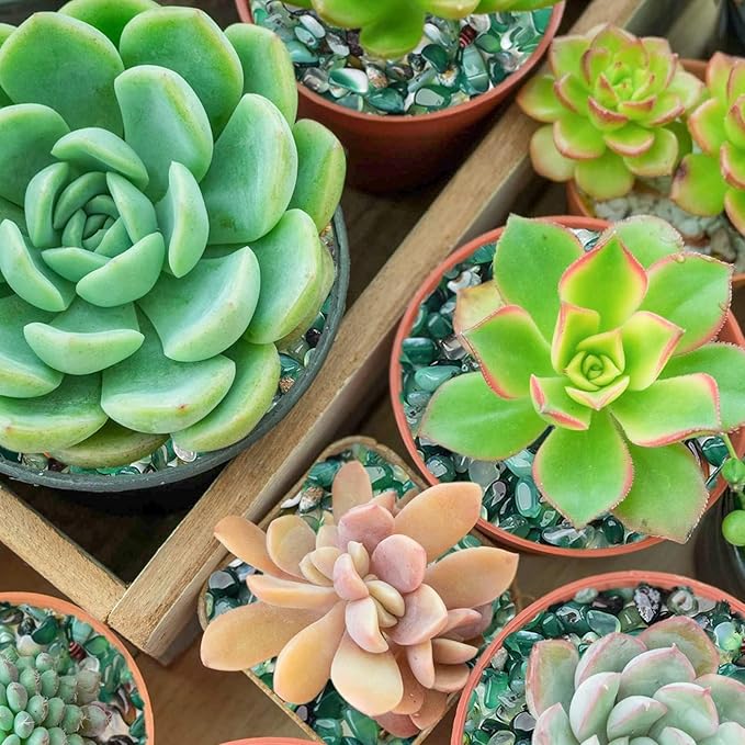 Halatool 4LB Green Aquarium Gravel for Fish Tank 0.35"- 0.6" Natural Landscaping Pebbles for Decorations Small Succulent Rocks for Indoor Outdoor Plants DIY Crafts & Vase Filler