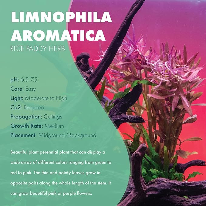 Live Aquarium Stem Plants - Freshwater Aquatic Plant for Fish Tanks, Aquascaping - (Limnophila Aromatica, 4 Bunches)
