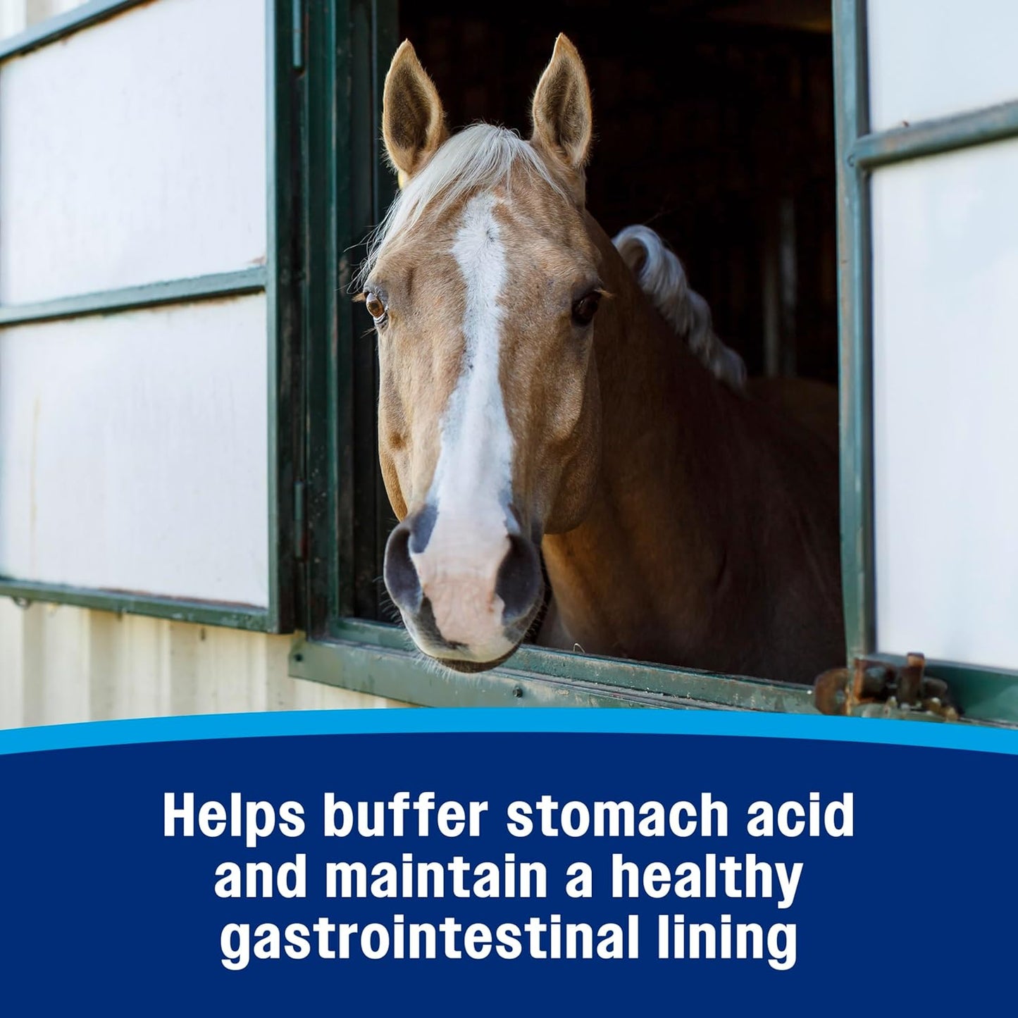 Farnam Gastric Health Pellets, Daily Gut and Digestive Health Supplement for Horses Helps Maintain a Healthy Gastrointestinal Tract and Gut Function