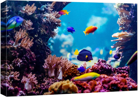wall26 Canvas Print Wall Art Vibrant Blue Pink Coral Reef Blue Hippo Tang Nature Animals Photography Realism Rustic Scenic Landscape Wilderness Colorful for Living Room, Bedroom, Office - 32"x48"