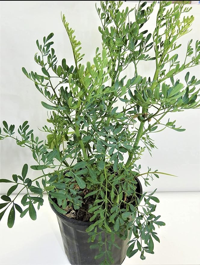 ruda rue Full Plant with Root, GREEN