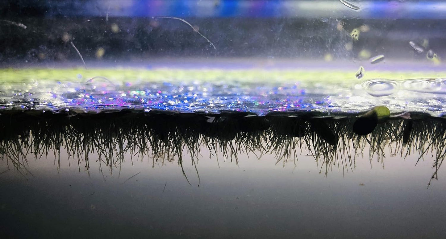 20+ Giant Duckweed (Spirodela polyrhiza) - Lush Live Floating Plant for Aquariums & Ponds - Eco-Friendly Water Purifier & Oxygenator - Easy-Care Aquatic Decor