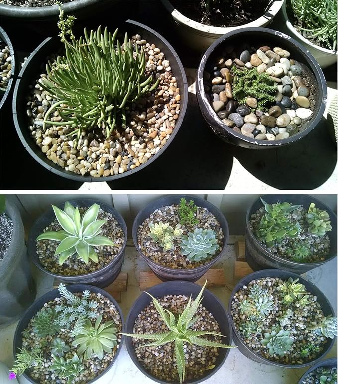 River Rock Stones, Natural Decorative Polished Mixed Pebbles Gravel,Outdoor Decorative Stones for Plant Aquariums, Landscaping, Vase Fillers (10 LB, Mixed Colors)