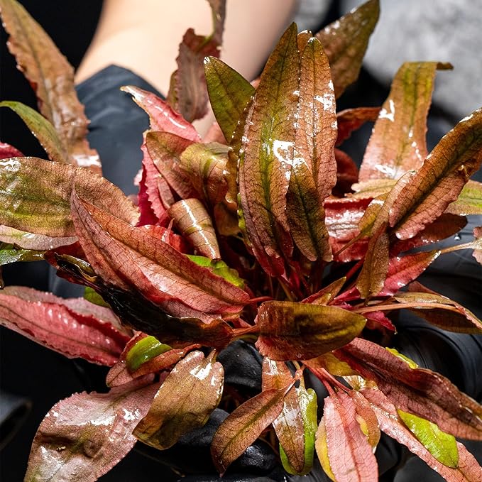 Ultum Nature Systems Live Tissue Culture - Cryptocoryne Wendtii 'Sindoor' - Moderate - Low to Medium Light - Red and Orange Accent - Midground - 100% Snail Free Grown in-Vitro - Regular Cup