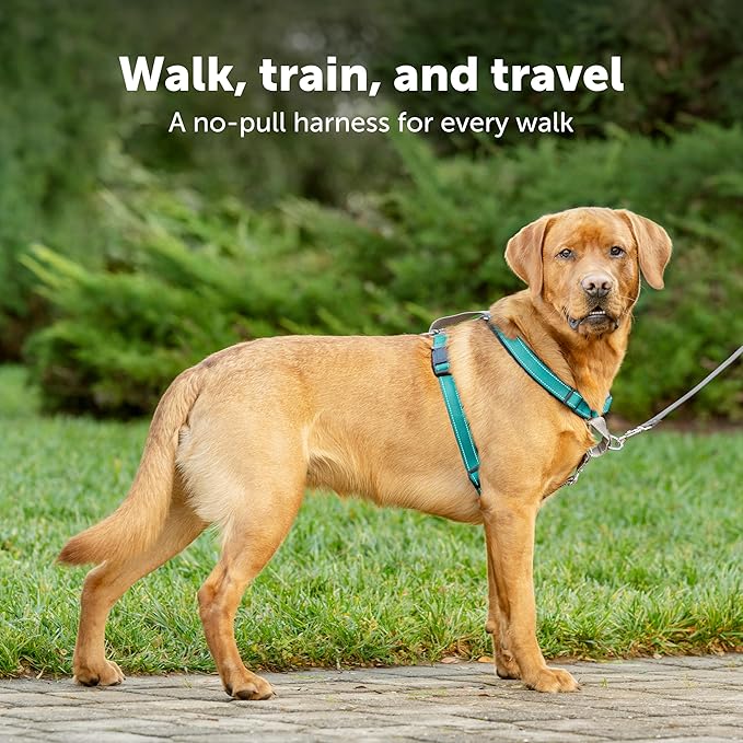 PetSafe 3 in 1 Dog Harness - No Pull Solution for Dogs - Reflective Dog Harness - Front D-Ring Clip Helps Stop Pulling - Comfortable Padded Straps - Top Handle Enhances Control - Teal - Small