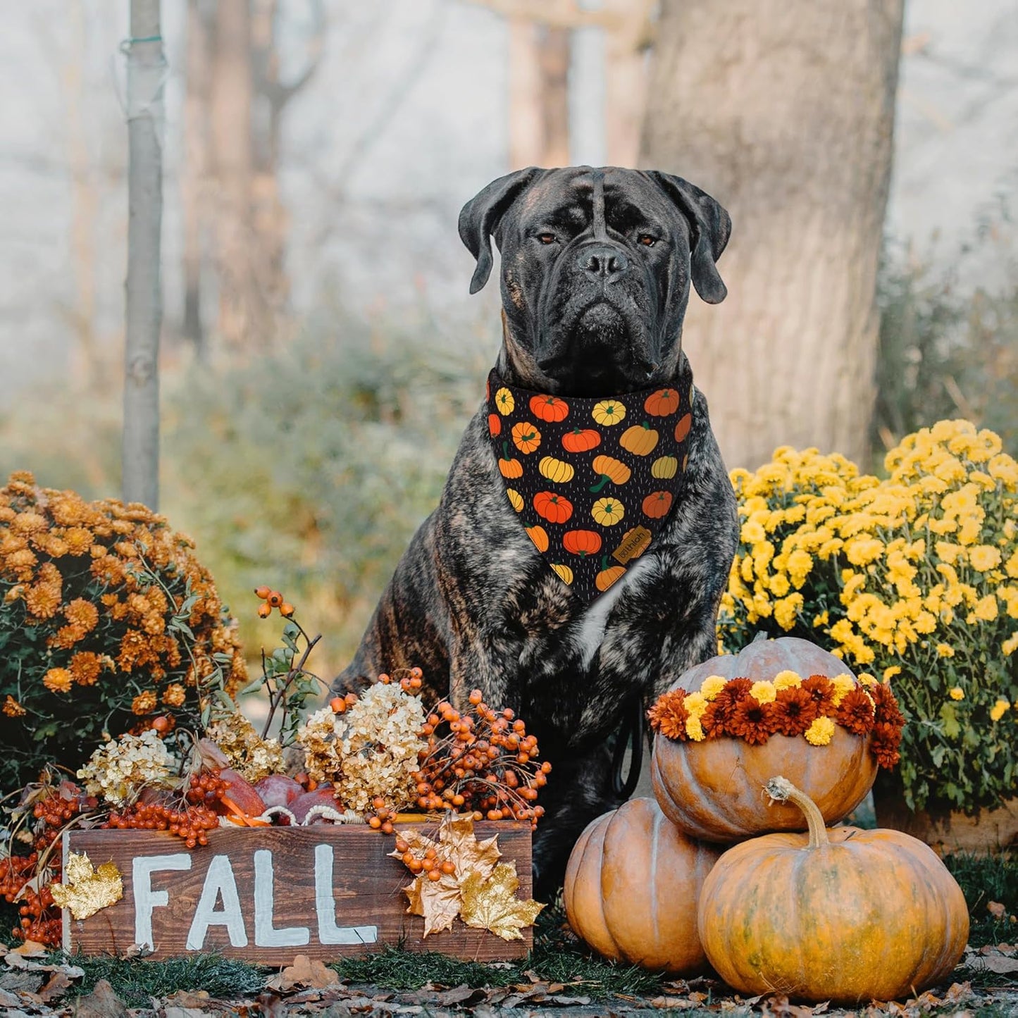 Fall Dog Bandanas - 2 Pack Halloween Thanksgiving Dog Bandana | Reversible Pumpkin and Leaf Pet Scarf for Boy & Girl | Premium Fabric | Holiday Bandana for Large and Extra Large Dogs (X-Large)