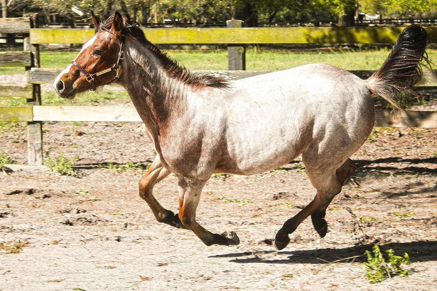 Turnout Leather Halter for Horses with Customized Engraved Name Plate | Brown Leather with Solid Brass Hardware | Fixed Chin, Double Buckle Crown