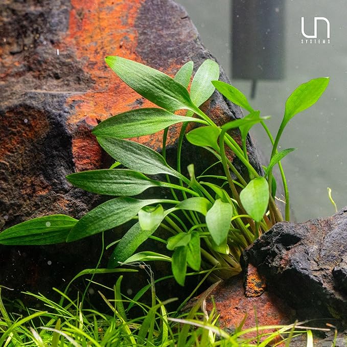 Ultum Nature Systems Live Tissue Culture - Cryptocoryne Wendtii 'Sindoor' - Moderate - Low to Medium Light - Red and Orange Accent - Midground - 100% Snail Free Grown in-Vitro - Regular Cup