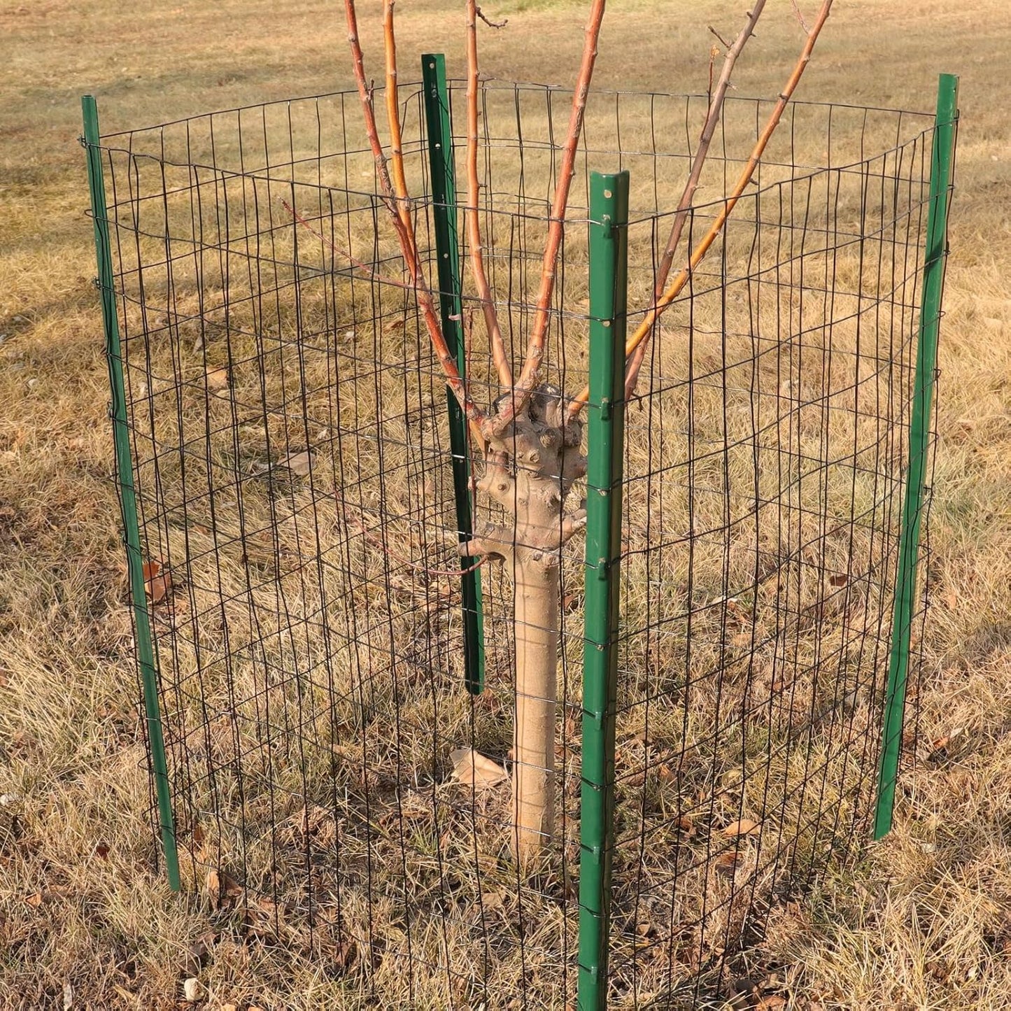 Black PVC Coated Welded Wire Fence 36 Inch x 25 Foot, 2 Inch x 3 Inch 16GA, Garden Border Fencing Roll Vinyl Coating Metal Wire Mesh for Yard Vegetable Plant Protection Poultry Netting